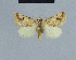 ( - BC ZSM Lep 48056)  @11 [ ] CreativeCommons - Attribution Non-Commercial Share-Alike (2010) Axel Hausmann/Bavarian State Collection of Zoology (ZSM) SNSB, Zoologische Staatssammlung Muenchen