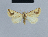  ( - BC ZSM Lep 48057)  @11 [ ] CreativeCommons - Attribution Non-Commercial Share-Alike (2010) Axel Hausmann/Bavarian State Collection of Zoology (ZSM) SNSB, Zoologische Staatssammlung Muenchen
