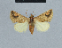  ( - BC ZSM Lep 48058)  @11 [ ] CreativeCommons - Attribution Non-Commercial Share-Alike (2010) Axel Hausmann/Bavarian State Collection of Zoology (ZSM) SNSB, Zoologische Staatssammlung Muenchen
