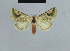  ( - BC ZSM Lep 48059)  @12 [ ] CreativeCommons - Attribution Non-Commercial Share-Alike (2010) Axel Hausmann/Bavarian State Collection of Zoology (ZSM) SNSB, Zoologische Staatssammlung Muenchen