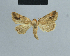  ( - BC ZSM Lep 48061)  @13 [ ] CreativeCommons - Attribution Non-Commercial Share-Alike (2010) Axel Hausmann/Bavarian State Collection of Zoology (ZSM) SNSB, Zoologische Staatssammlung Muenchen