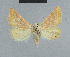  ( - BC ZSM Lep 48062)  @12 [ ] CreativeCommons - Attribution Non-Commercial Share-Alike (2010) Axel Hausmann/Bavarian State Collection of Zoology (ZSM) SNSB, Zoologische Staatssammlung Muenchen