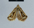  ( - BC ZSM Lep 48079)  @13 [ ] CreativeCommons - Attribution Non-Commercial Share-Alike (2010) Axel Hausmann/Bavarian State Collection of Zoology (ZSM) SNSB, Zoologische Staatssammlung Muenchen