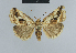 (Deltote albifissa - BC ZSM Lep 48117)  @14 [ ] CreativeCommons - Attribution Non-Commercial Share-Alike (2010) Axel Hausmann/Bavarian State Collection of Zoology (ZSM) SNSB, Zoologische Staatssammlung Muenchen