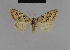  ( - BC ZSM Lep 48123)  @11 [ ] CreativeCommons - Attribution Non-Commercial Share-Alike (2010) Axel Hausmann/Bavarian State Collection of Zoology (ZSM) SNSB, Zoologische Staatssammlung Muenchen