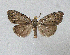  ( - BC ZSM Lep 48125)  @13 [ ] CreativeCommons - Attribution Non-Commercial Share-Alike (2010) Axel Hausmann/Bavarian State Collection of Zoology (ZSM) SNSB, Zoologische Staatssammlung Muenchen