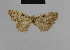  (Meganola arenbergeri - BC ZSM Lep 48126)  @11 [ ] CreativeCommons - Attribution Non-Commercial Share-Alike (2010) Axel Hausmann/Bavarian State Collection of Zoology (ZSM) SNSB, Zoologische Staatssammlung Muenchen