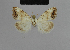  ( - BC ZSM Lep 48129)  @12 [ ] CreativeCommons - Attribution Non-Commercial Share-Alike (2010) Axel Hausmann/Bavarian State Collection of Zoology (ZSM) SNSB, Zoologische Staatssammlung Muenchen