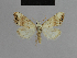  ( - BC ZSM Lep 48130)  @11 [ ] CreativeCommons - Attribution Non-Commercial Share-Alike (2010) Axel Hausmann/Bavarian State Collection of Zoology (ZSM) SNSB, Zoologische Staatssammlung Muenchen