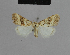  ( - BC ZSM Lep 48132)  @11 [ ] CreativeCommons - Attribution Non-Commercial Share-Alike (2010) Axel Hausmann/Bavarian State Collection of Zoology (ZSM) SNSB, Zoologische Staatssammlung Muenchen