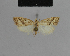  (Nola irridata - BC ZSM Lep 48134)  @13 [ ] CreativeCommons - Attribution Non-Commercial Share-Alike (2010) Axel Hausmann/Bavarian State Collection of Zoology (ZSM) SNSB, Zoologische Staatssammlung Muenchen