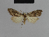  (Nola proiridescens - BC ZSM Lep 48136)  @11 [ ] CreativeCommons - Attribution Non-Commercial Share-Alike (2010) Axel Hausmann/Bavarian State Collection of Zoology (ZSM) SNSB, Zoologische Staatssammlung Muenchen