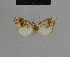 ( - BC ZSM Lep 48141)  @11 [ ] CreativeCommons - Attribution Non-Commercial Share-Alike (2010) Axel Hausmann/Bavarian State Collection of Zoology (ZSM) SNSB, Zoologische Staatssammlung Muenchen