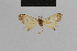  ( - BC ZSM Lep 48142)  @11 [ ] CreativeCommons - Attribution Non-Commercial Share-Alike (2010) Axel Hausmann/Bavarian State Collection of Zoology (ZSM) SNSB, Zoologische Staatssammlung Muenchen
