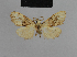  (Nola unipuncta2a - BC ZSM Lep 48143)  @11 [ ] CreativeCommons - Attribution Non-Commercial Share-Alike (2010) Axel Hausmann/Bavarian State Collection of Zoology (ZSM) SNSB, Zoologische Staatssammlung Muenchen