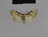  (Nola vansoni - BC ZSM Lep 48148)  @13 [ ] CreativeCommons - Attribution Non-Commercial Share-Alike (2010) Axel Hausmann/Bavarian State Collection of Zoology (ZSM) SNSB, Zoologische Staatssammlung Muenchen