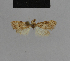  (Nola derrai - BC ZSM Lep 48149)  @11 [ ] CreativeCommons - Attribution Non-Commercial Share-Alike (2010) Axel Hausmann/Bavarian State Collection of Zoology (ZSM) SNSB, Zoologische Staatssammlung Muenchen