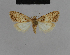  (Nola harouni - BC ZSM Lep 48151)  @12 [ ] CreativeCommons - Attribution Non-Commercial Share-Alike (2010) Axel Hausmann/Bavarian State Collection of Zoology (ZSM) SNSB, Zoologische Staatssammlung Muenchen