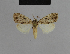  ( - BC ZSM Lep 48155)  @11 [ ] CreativeCommons - Attribution Non-Commercial Share-Alike (2010) Axel Hausmann/Bavarian State Collection of Zoology (ZSM) SNSB, Zoologische Staatssammlung Muenchen