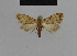  ( - BC ZSM Lep 48156)  @11 [ ] CreativeCommons - Attribution Non-Commercial Share-Alike (2010) Axel Hausmann/Bavarian State Collection of Zoology (ZSM) SNSB, Zoologische Staatssammlung Muenchen