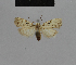  (Nola omphalota - BC ZSM Lep 48157)  @11 [ ] CreativeCommons - Attribution Non-Commercial Share-Alike (2010) Axel Hausmann/Bavarian State Collection of Zoology (ZSM) SNSB, Zoologische Staatssammlung Muenchen