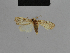  ( - BC ZSM Lep 48158)  @11 [ ] CreativeCommons - Attribution Non-Commercial Share-Alike (2010) Axel Hausmann/Bavarian State Collection of Zoology (ZSM) SNSB, Zoologische Staatssammlung Muenchen