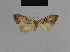  ( - BC ZSM Lep 48159)  @12 [ ] CreativeCommons - Attribution Non-Commercial Share-Alike (2010) Axel Hausmann/Bavarian State Collection of Zoology (ZSM) SNSB, Zoologische Staatssammlung Muenchen