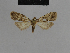  ( - BC ZSM Lep 48161)  @11 [ ] CreativeCommons - Attribution Non-Commercial Share-Alike (2010) Axel Hausmann/Bavarian State Collection of Zoology (ZSM) SNSB, Zoologische Staatssammlung Muenchen
