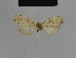  ( - BC ZSM Lep 48162)  @12 [ ] CreativeCommons - Attribution Non-Commercial Share-Alike (2010) Axel Hausmann/Bavarian State Collection of Zoology (ZSM) SNSB, Zoologische Staatssammlung Muenchen