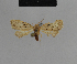  (Nola sahelica - BC ZSM Lep 48163)  @13 [ ] CreativeCommons - Attribution Non-Commercial Share-Alike (2010) Axel Hausmann/Bavarian State Collection of Zoology (ZSM) SNSB, Zoologische Staatssammlung Muenchen