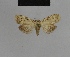  ( - BC ZSM Lep 48164)  @11 [ ] CreativeCommons - Attribution Non-Commercial Share-Alike (2010) Axel Hausmann/Bavarian State Collection of Zoology (ZSM) SNSB, Zoologische Staatssammlung Muenchen