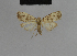  ( - BC ZSM Lep 48165)  @11 [ ] CreativeCommons - Attribution Non-Commercial Share-Alike (2010) Axel Hausmann/Bavarian State Collection of Zoology (ZSM) SNSB, Zoologische Staatssammlung Muenchen