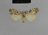  ( - BC ZSM Lep 48166)  @11 [ ] CreativeCommons - Attribution Non-Commercial Share-Alike (2010) Axel Hausmann/Bavarian State Collection of Zoology (ZSM) SNSB, Zoologische Staatssammlung Muenchen