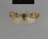  ( - BC ZSM Lep 48167)  @11 [ ] CreativeCommons - Attribution Non-Commercial Share-Alike (2010) Axel Hausmann/Bavarian State Collection of Zoology (ZSM) SNSB, Zoologische Staatssammlung Muenchen