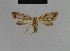  ( - BC ZSM Lep 48168)  @13 [ ] CreativeCommons - Attribution Non-Commercial Share-Alike (2010) Axel Hausmann/Bavarian State Collection of Zoology (ZSM) SNSB, Zoologische Staatssammlung Muenchen