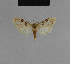  ( - BC ZSM Lep 48170)  @12 [ ] CreativeCommons - Attribution Non-Commercial Share-Alike (2010) Axel Hausmann/Bavarian State Collection of Zoology (ZSM) SNSB, Zoologische Staatssammlung Muenchen