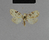 (Nola rakaia - BC ZSM Lep 48171)  @12 [ ] CreativeCommons - Attribution Non-Commercial Share-Alike (2010) Axel Hausmann/Bavarian State Collection of Zoology (ZSM) SNSB, Zoologische Staatssammlung Muenchen