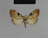 ( - BC ZSM Lep 48172)  @13 [ ] CreativeCommons - Attribution Non-Commercial Share-Alike (2010) Axel Hausmann/Bavarian State Collection of Zoology (ZSM) SNSB, Zoologische Staatssammlung Muenchen