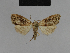  (Nola adelpha2 - BC ZSM Lep 48173)  @11 [ ] CreativeCommons - Attribution Non-Commercial Share-Alike (2010) Axel Hausmann/Bavarian State Collection of Zoology (ZSM) SNSB, Zoologische Staatssammlung Muenchen