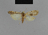  ( - BC ZSM Lep 48180)  @11 [ ] CreativeCommons - Attribution Non-Commercial Share-Alike (2010) Axel Hausmann/Bavarian State Collection of Zoology (ZSM) SNSB, Zoologische Staatssammlung Muenchen