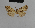  (Meganola mabiriaria - BC ZSM Lep 48181)  @12 [ ] CreativeCommons - Attribution Non-Commercial Share-Alike (2010) Axel Hausmann/Bavarian State Collection of Zoology (ZSM) SNSB, Zoologische Staatssammlung Muenchen