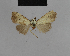  ( - BC ZSM Lep 48191)  @12 [ ] CreativeCommons - Attribution Non-Commercial Share-Alike (2010) Axel Hausmann/Bavarian State Collection of Zoology (ZSM) SNSB, Zoologische Staatssammlung Muenchen