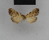  (Meganola amphigrapha - BC ZSM Lep 48192)  @12 [ ] CreativeCommons - Attribution Non-Commercial Share-Alike (2010) Axel Hausmann/Bavarian State Collection of Zoology (ZSM) SNSB, Zoologische Staatssammlung Muenchen