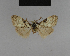  ( - BC ZSM Lep 48194)  @12 [ ] CreativeCommons - Attribution Non-Commercial Share-Alike (2010) Axel Hausmann/Bavarian State Collection of Zoology (ZSM) SNSB, Zoologische Staatssammlung Muenchen