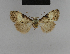  (Meganola bipartita - BC ZSM Lep 48195)  @12 [ ] CreativeCommons - Attribution Non-Commercial Share-Alike (2010) Axel Hausmann/Bavarian State Collection of Zoology (ZSM) SNSB, Zoologische Staatssammlung Muenchen