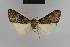  (Meganola agassizi - BC ZSM Lep 48197)  @13 [ ] CreativeCommons - Attribution Non-Commercial Share-Alike (2010) Axel Hausmann/Bavarian State Collection of Zoology (ZSM) SNSB, Zoologische Staatssammlung Muenchen