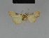  ( - BC ZSM Lep 48198)  @12 [ ] CreativeCommons - Attribution Non-Commercial Share-Alike (2010) Axel Hausmann/Bavarian State Collection of Zoology (ZSM) SNSB, Zoologische Staatssammlung Muenchen