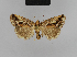  ( - BC ZSM Lep 48200)  @12 [ ] CreativeCommons - Attribution Non-Commercial Share-Alike (2010) Axel Hausmann/Bavarian State Collection of Zoology (ZSM) SNSB, Zoologische Staatssammlung Muenchen