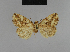  ( - BC ZSM Lep 48201)  @13 [ ] CreativeCommons - Attribution Non-Commercial Share-Alike (2010) Axel Hausmann/Bavarian State Collection of Zoology (ZSM) SNSB, Zoologische Staatssammlung Muenchen