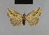  ( - BC ZSM Lep 48202)  @12 [ ] CreativeCommons - Attribution Non-Commercial Share-Alike (2010) Axel Hausmann/Bavarian State Collection of Zoology (ZSM) SNSB, Zoologische Staatssammlung Muenchen